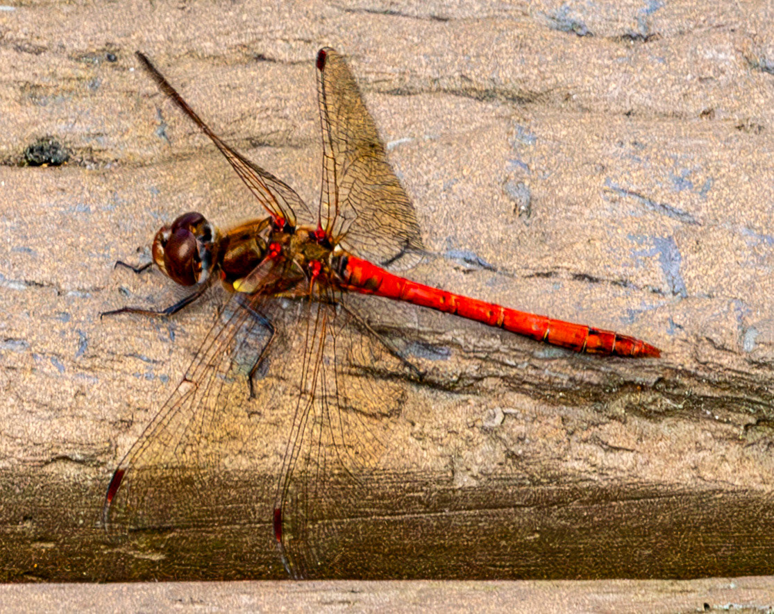 RSPB Loch Lomond 03 August 2024