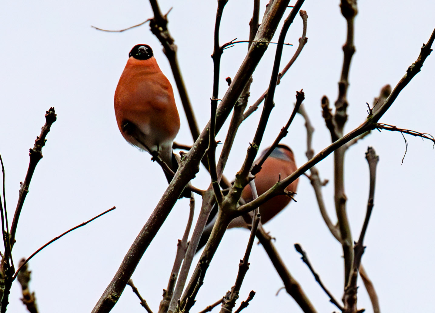 Bullfinches at Currie Bridge 02 March 2025