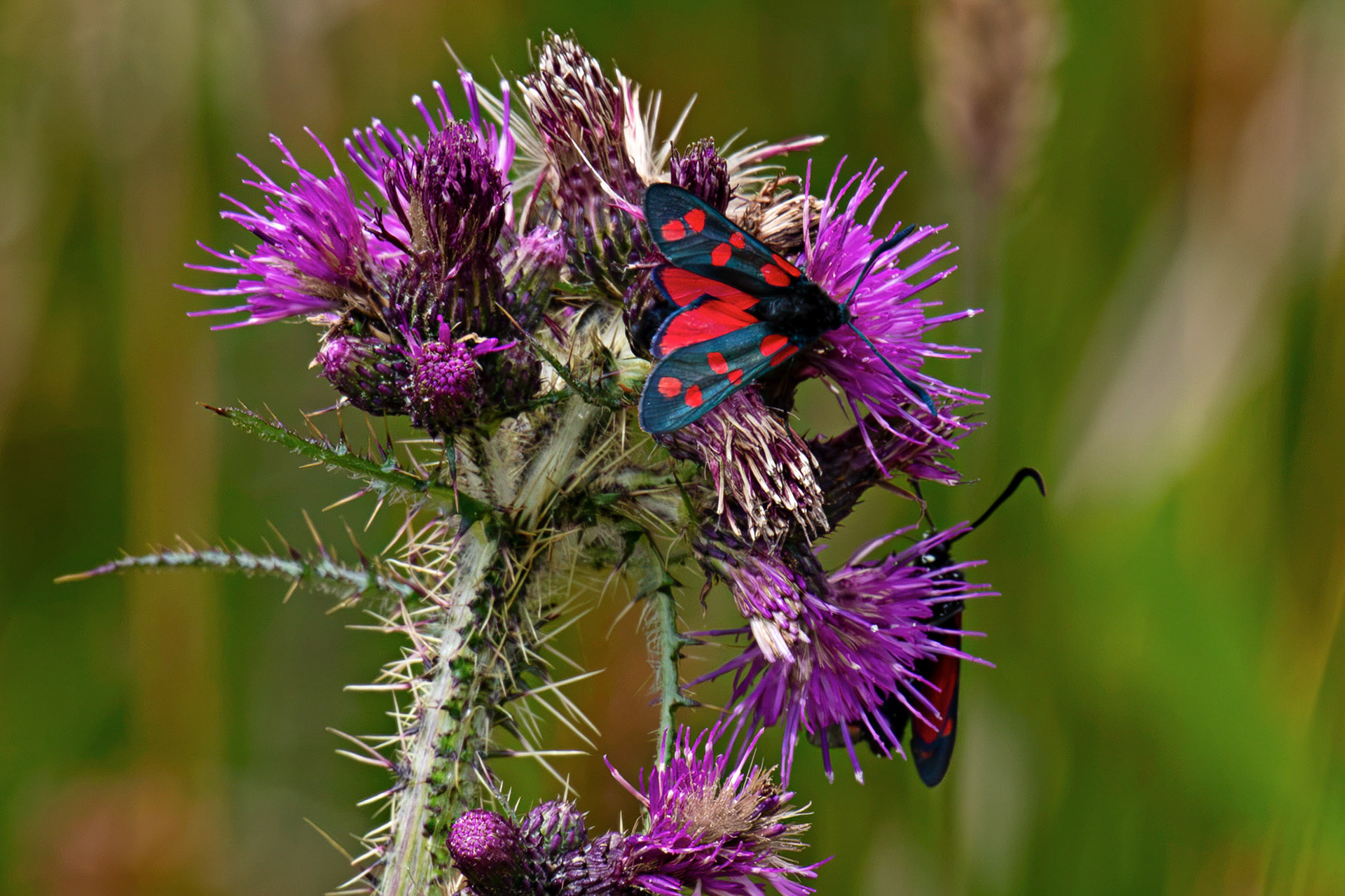 Six-spot burnet moth (Zygaena filipendulae) - Harperrig 14 July 2026