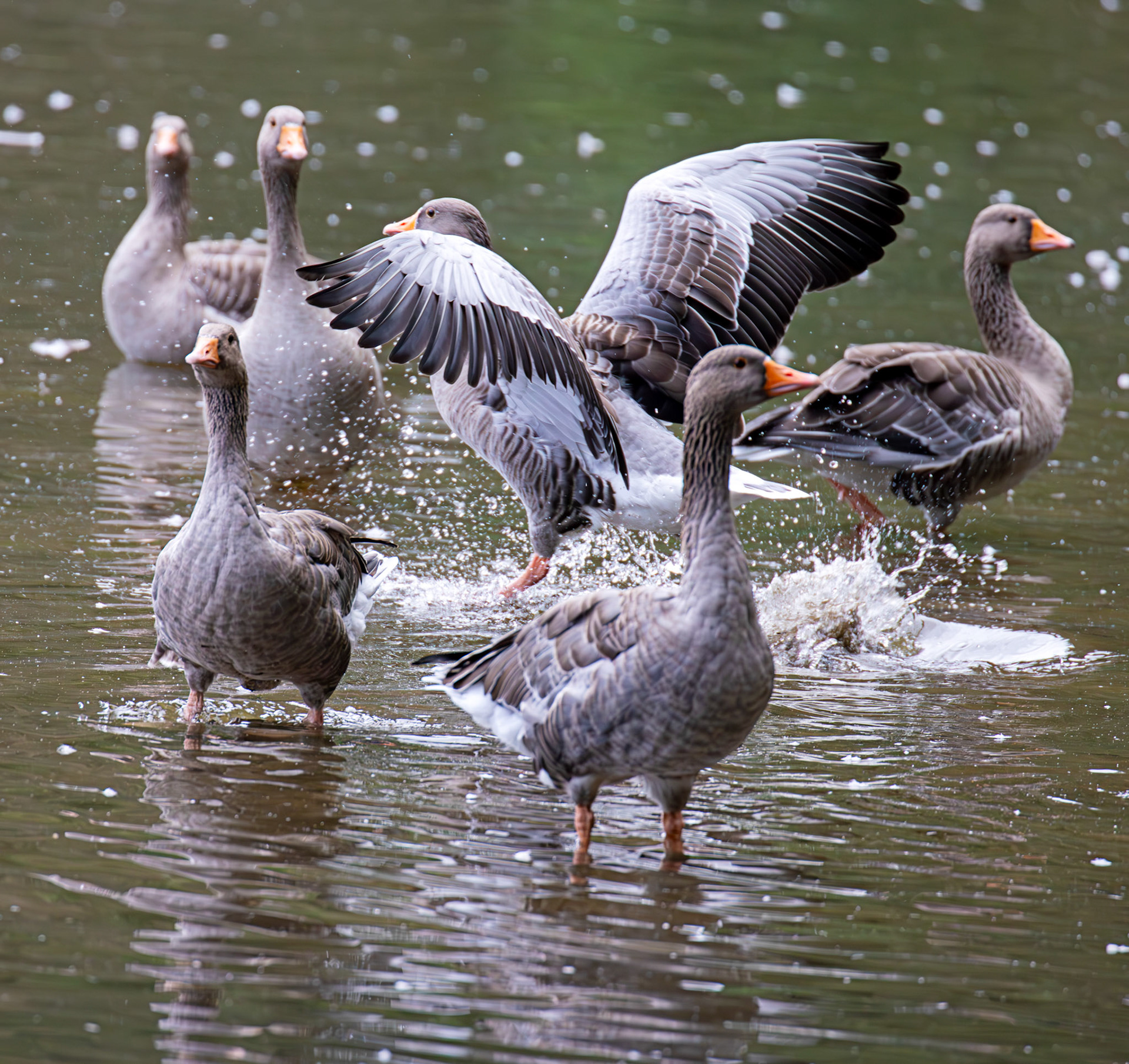 Greylag Geese at Beecraigs 24 September 2024