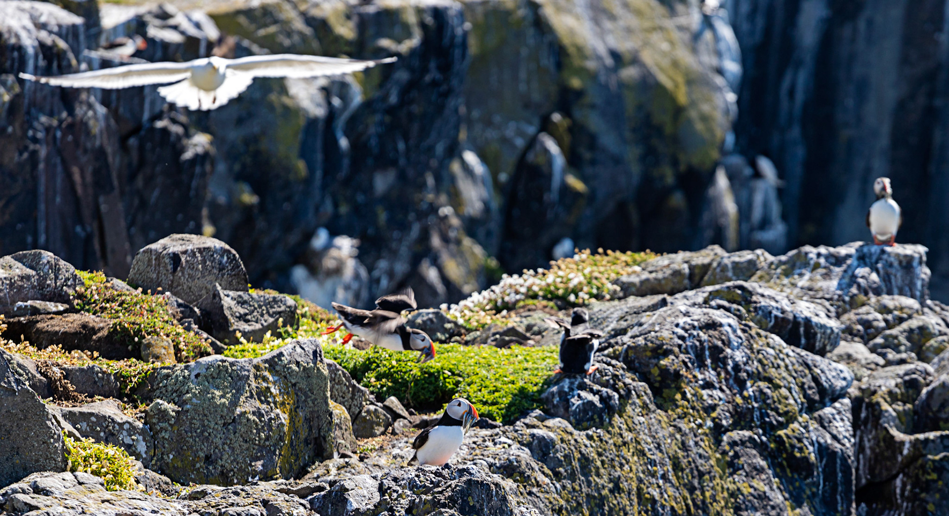 Puffin - Isle of May - 04 June 2022