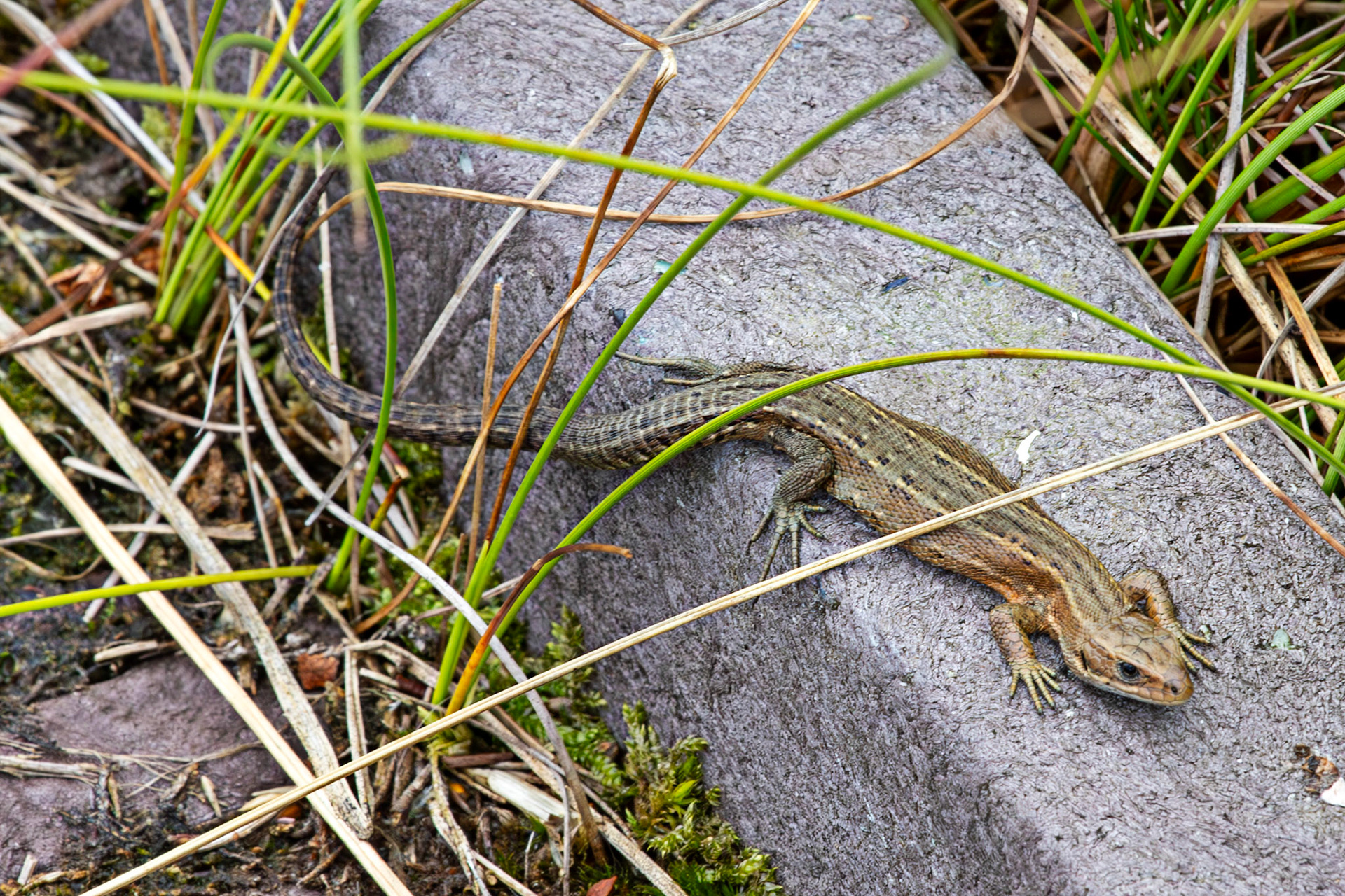 Flanders Moss 06 August 2024