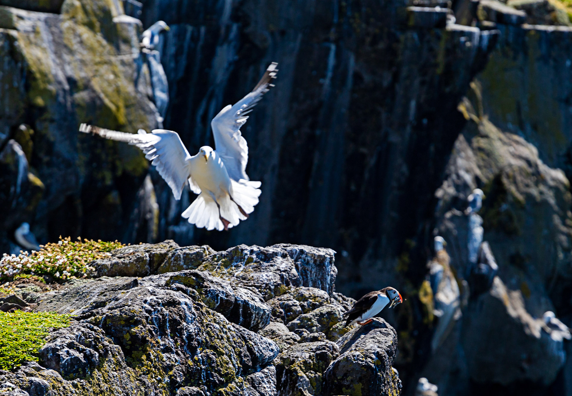 Puffin - Isle of May - 04 June 2022