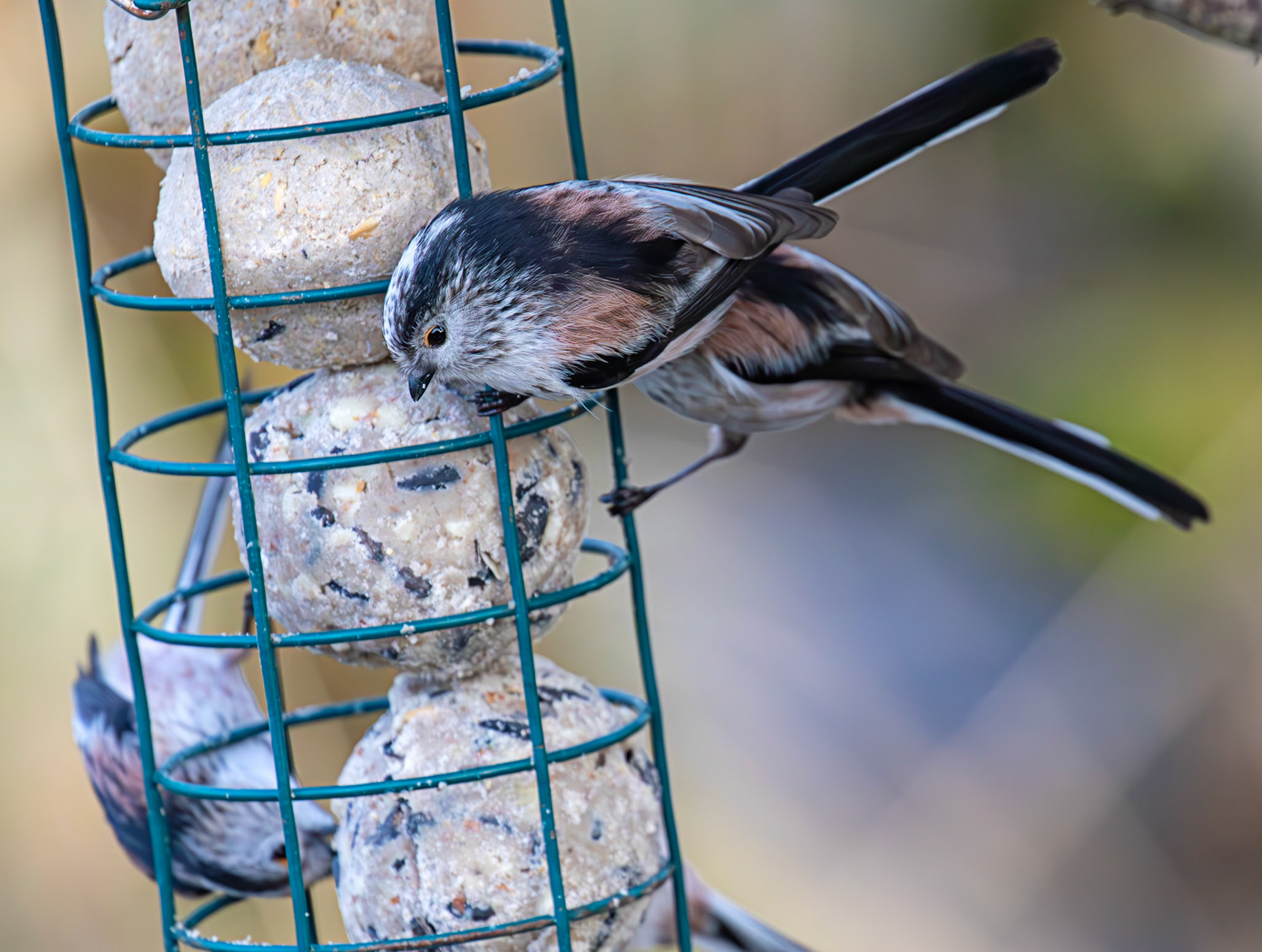 Long Tailed Tit - Bavelaw Marsh 16 January 2026