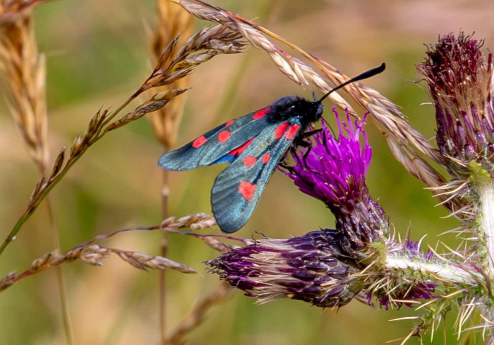 Herperrig Insects 23 July 2024