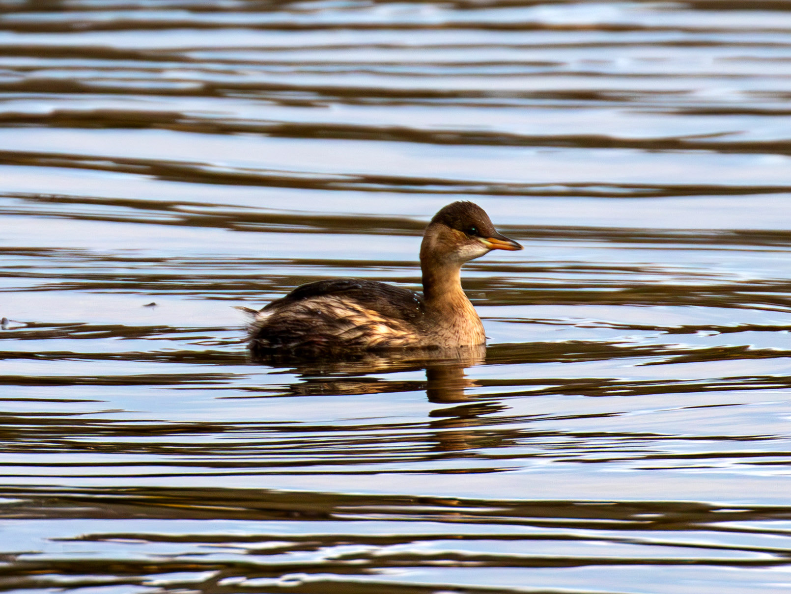 Little Grebe. Linlithgow Loch 02 December 2024
