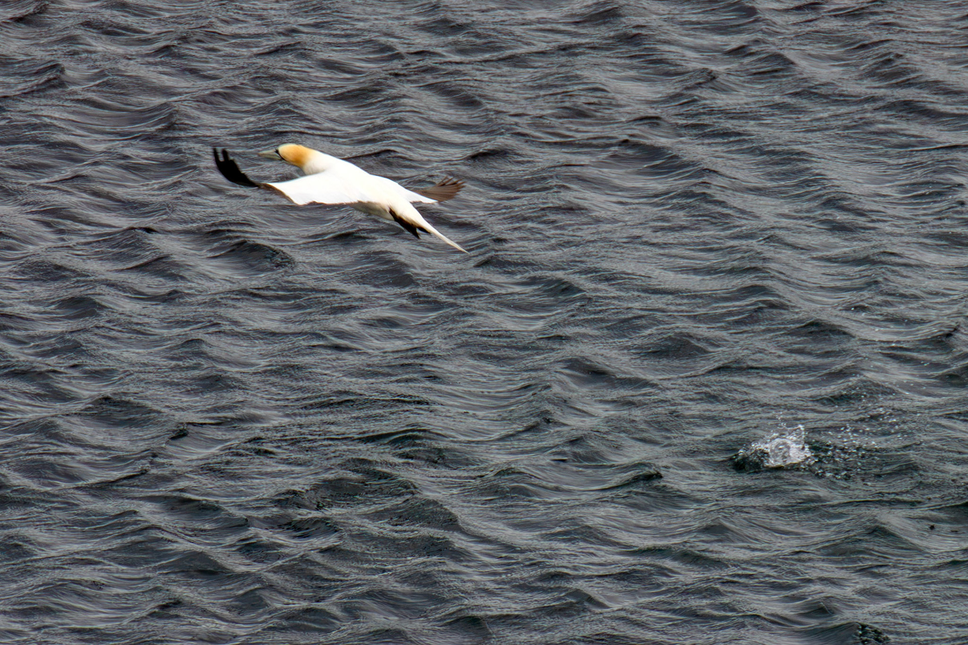 Northern Gannet getting airborne after dive - Tantallon Castle 04 July 2026