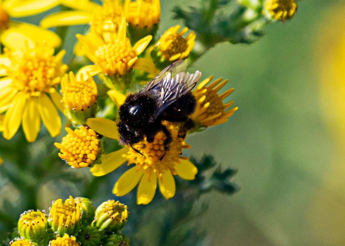 Ventnor Down IOW 15  July 2022
