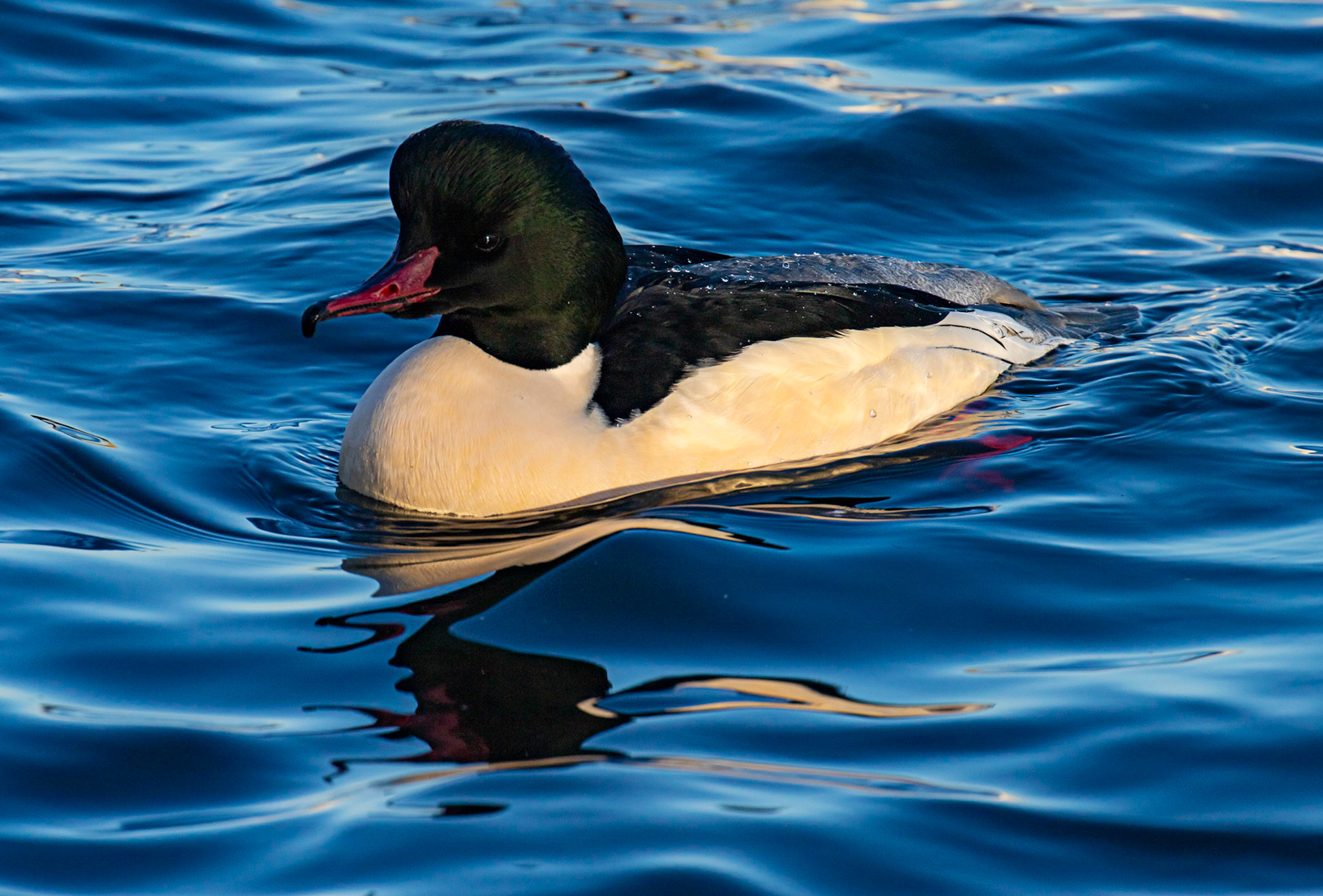 Goosander at Hogganfield Loch 10 January 2025