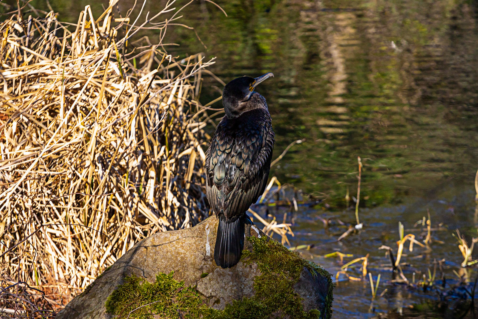 Cormorant at Edinburgh Botanics 11 March 2023