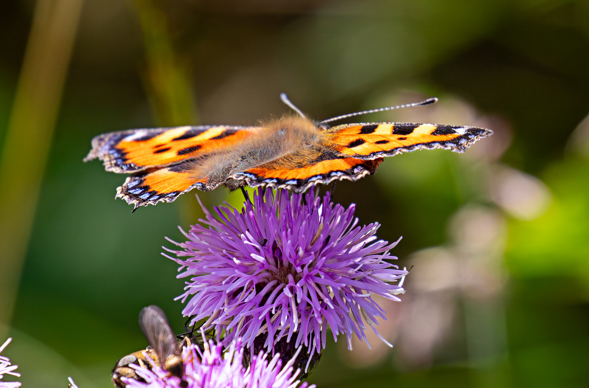 Small Tortoiseshell - Harperrig 08 July 2025