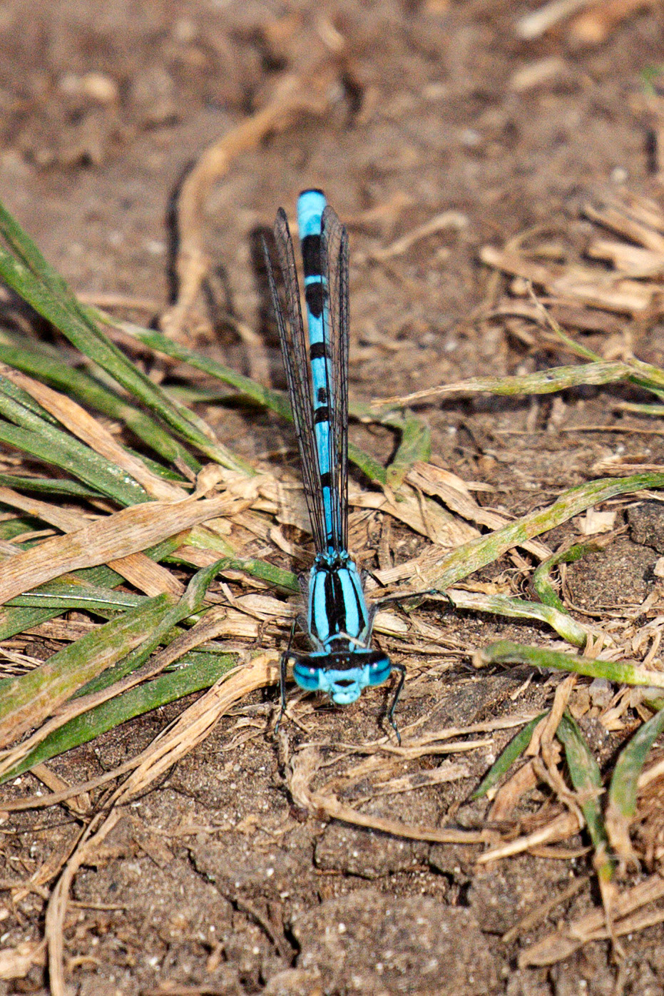 Common Blue Damselfly (Enallagma cyathigerum) Walk Thames Path MArlow to Bourne End 06 August 2025