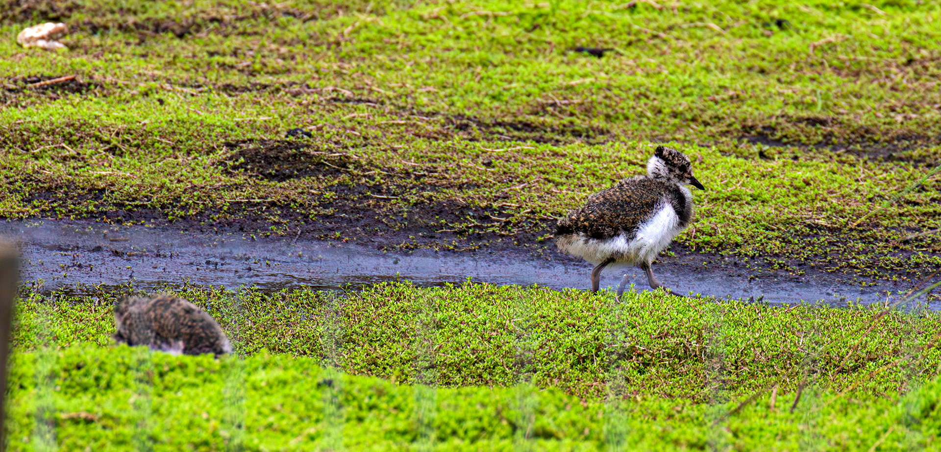 Young Lapwing at St Aidans RSPB Leeds 20 July 2025