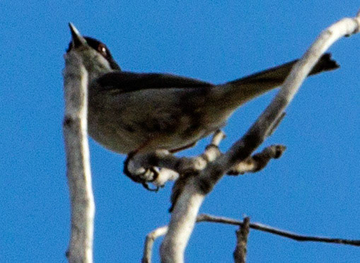 AlcudiaPlease see my other Photographs at: www.jamespdeans.co.uk