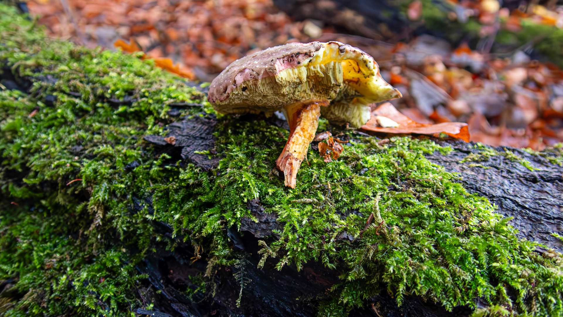 Bay Bolete (Imleria badia) Deans Woods 08 November 2025
