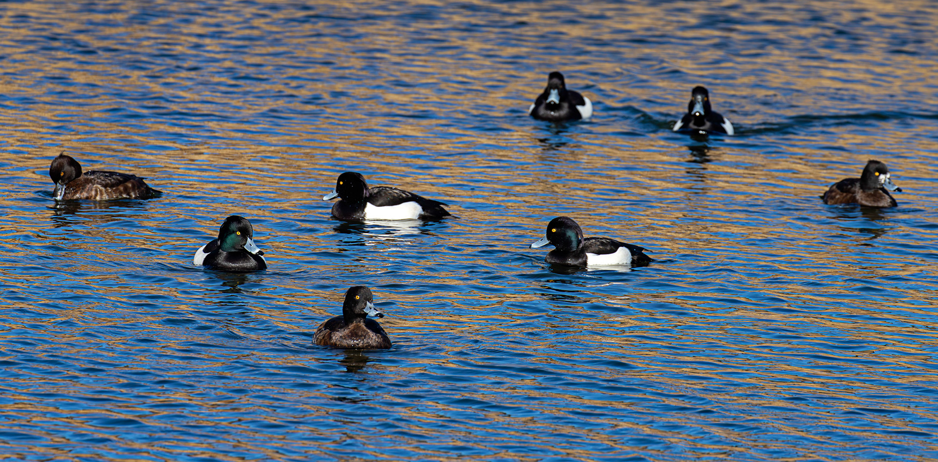Tufted Duck at Linlithgow Loch 11 March 2026