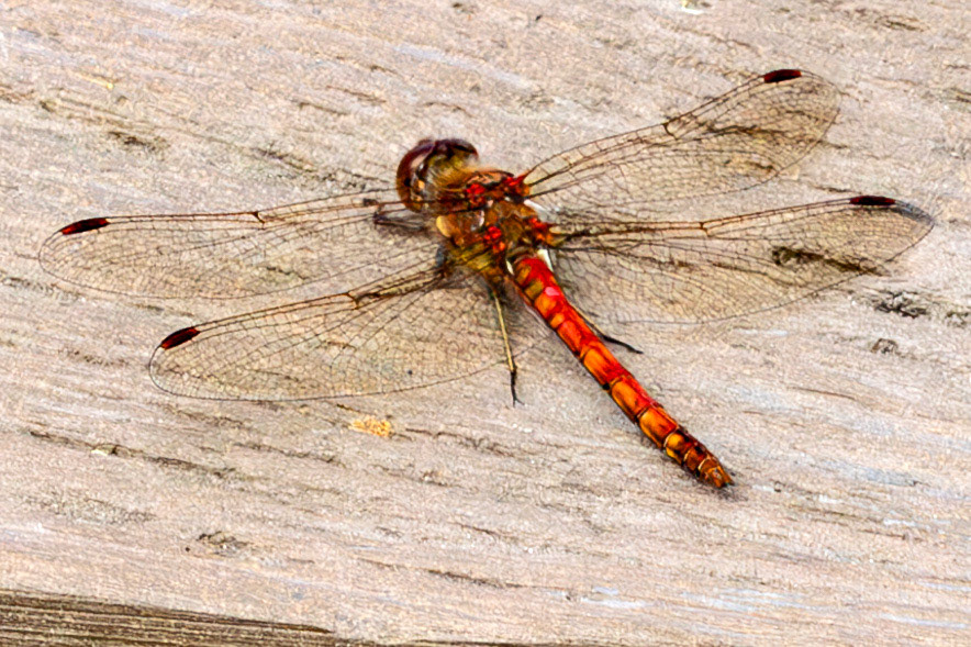 RSPB Loch Lomond 03 August 2024