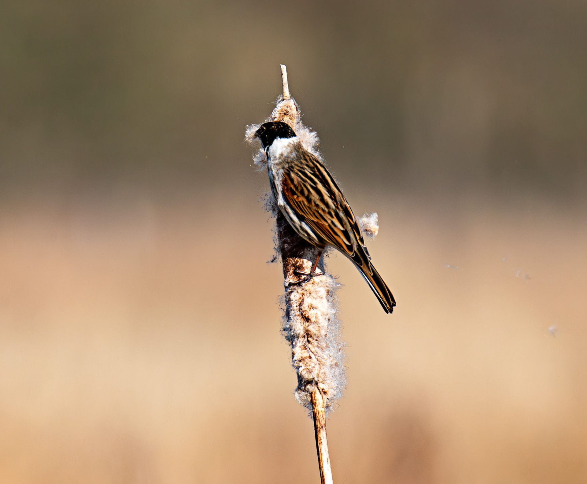 Reed Bunting at Black Devon Wetlands 20 March 2026