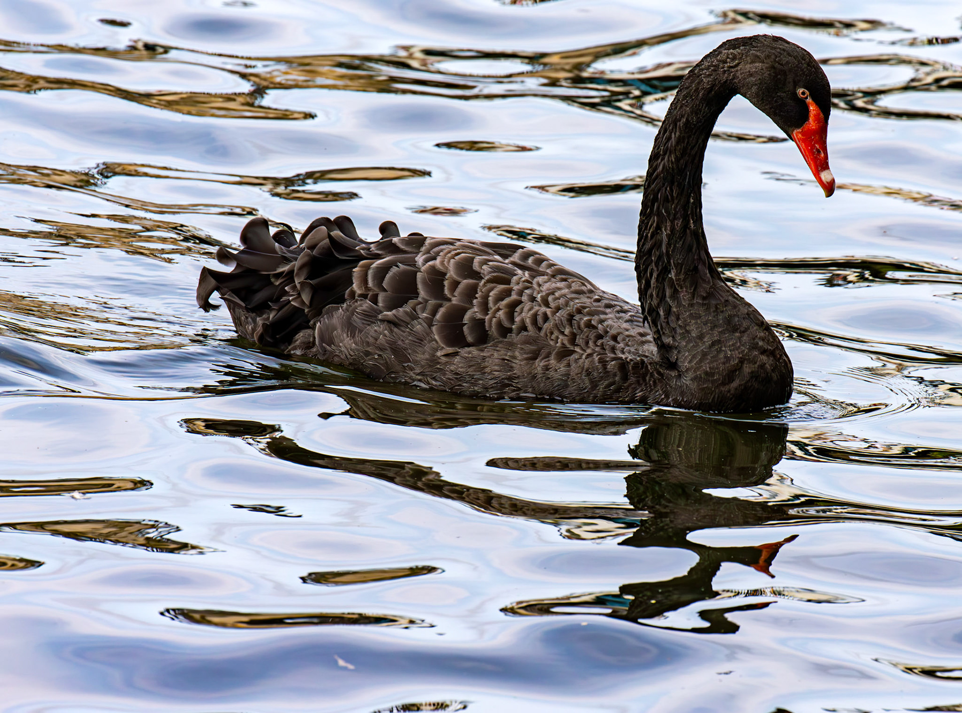 Windsor 06 August 2025