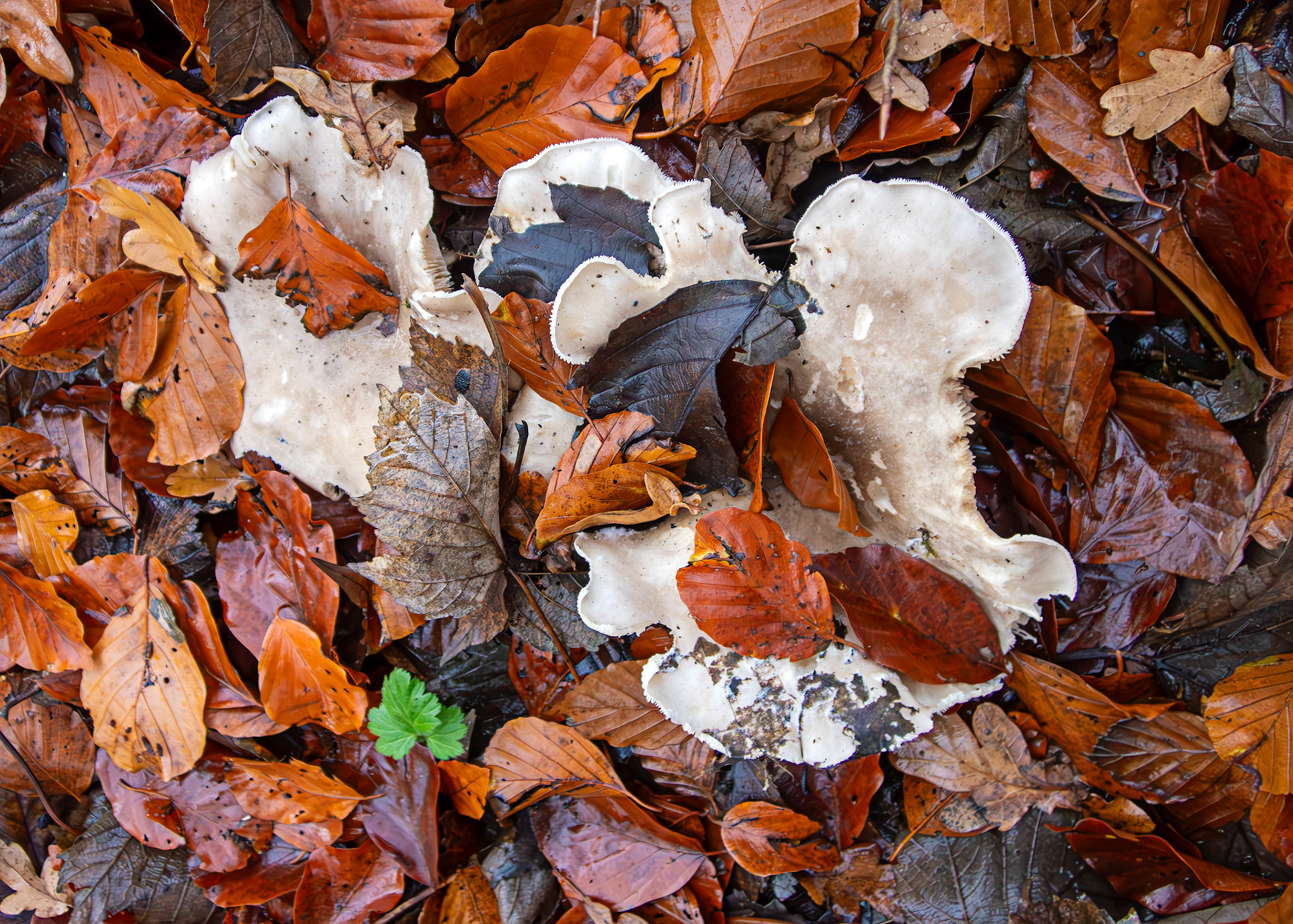 Clouded Funnel (Clitocybe nebularis) Deans Woods 08 November 2025