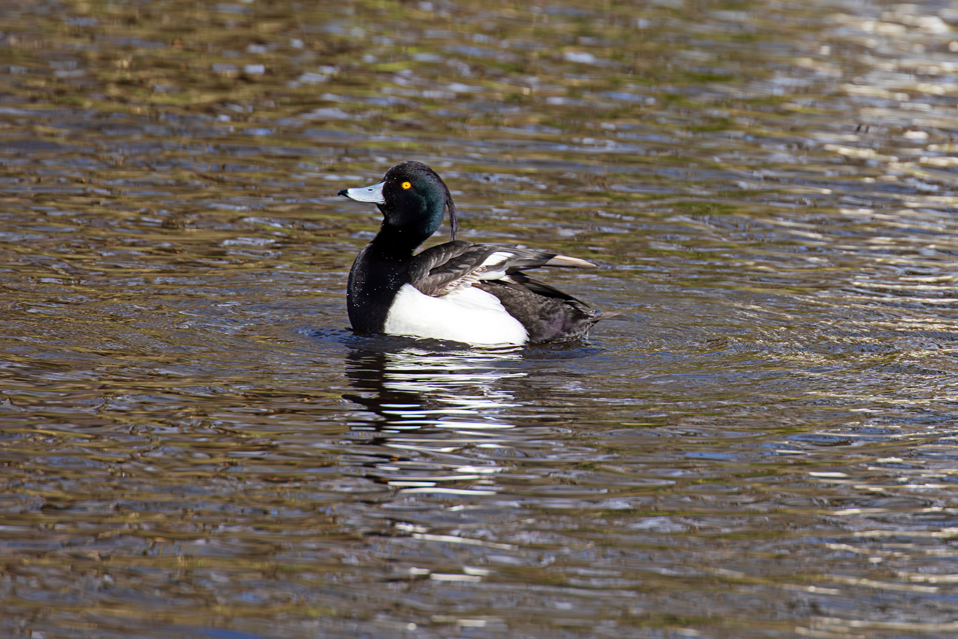 Tufted Duck, Maxwell Park, Glasgow - 24 Feb 2025