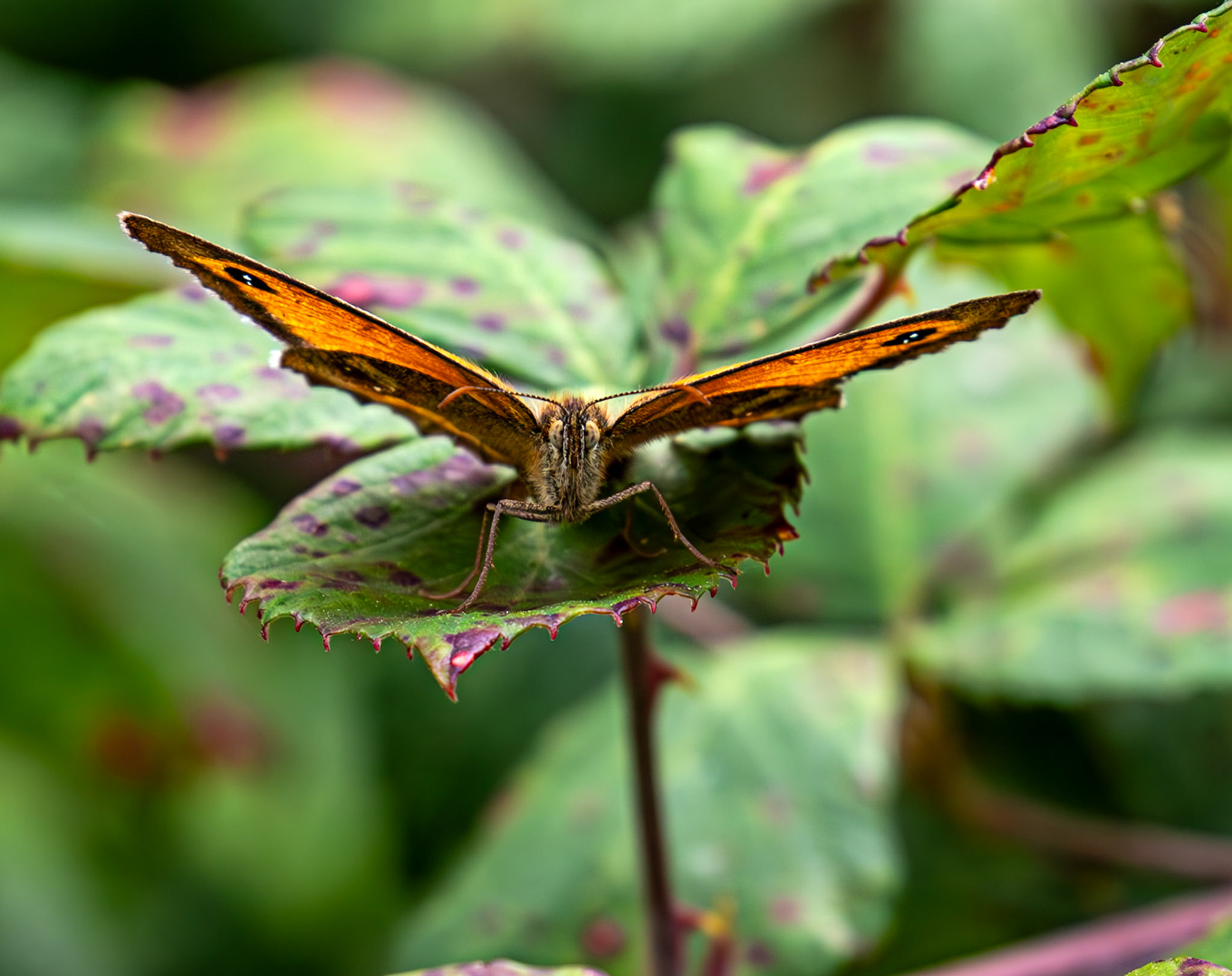 Gatekeeper (Pyronia tithonus) Cheriton 25 July 2025