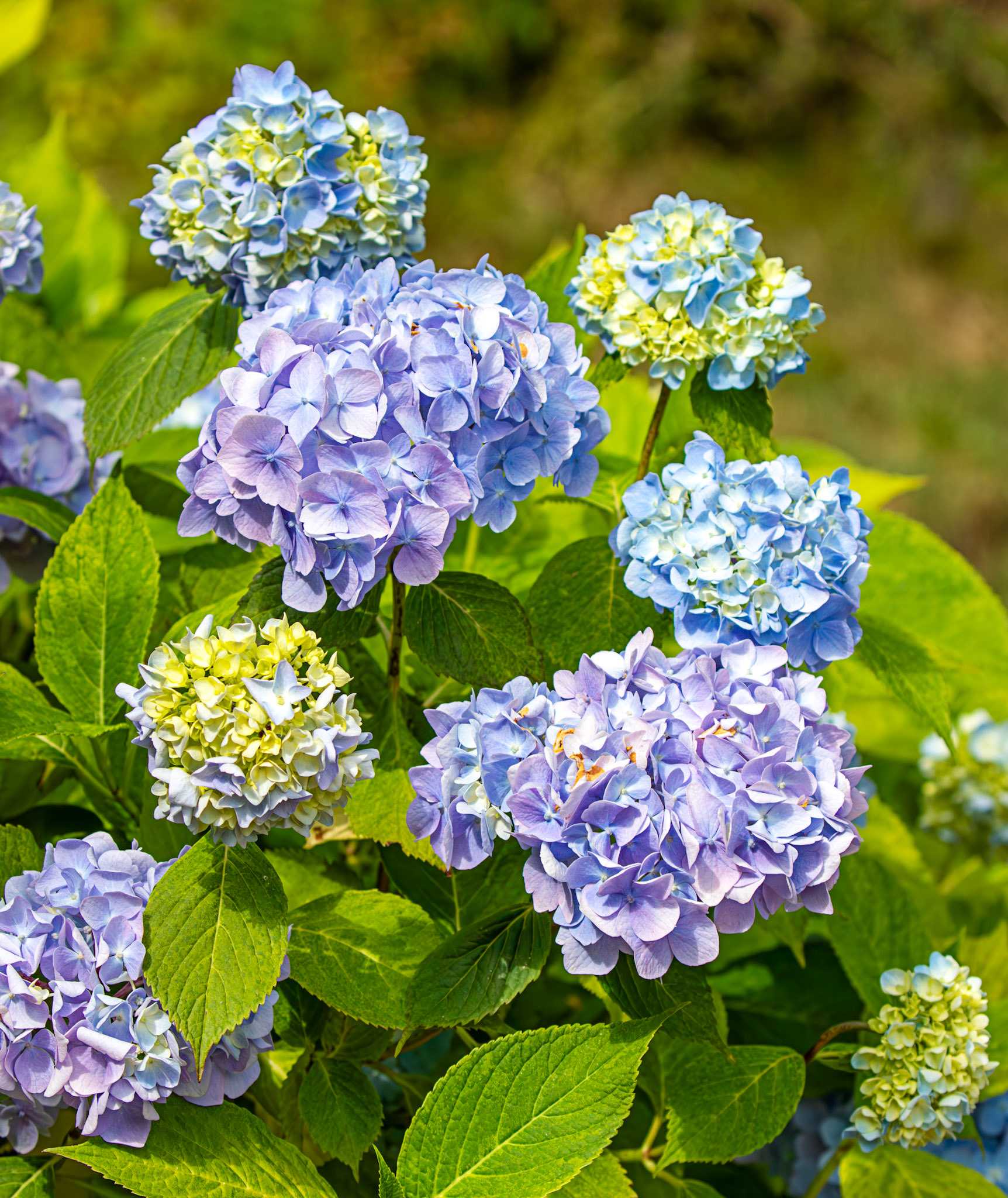 Hydrangea - Livingston, West Lothian   13 July 2025