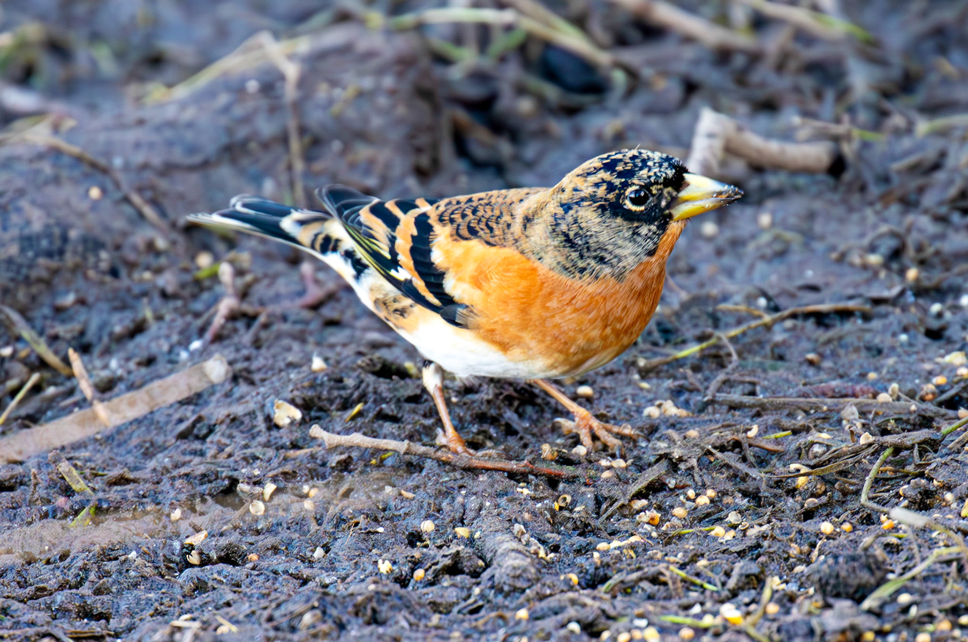 Brambling at Bavelaw 30 January 2025