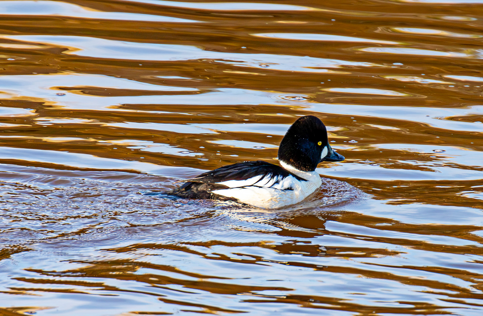 Goldeneye, River Esk Musselburgh 18 November 2024
