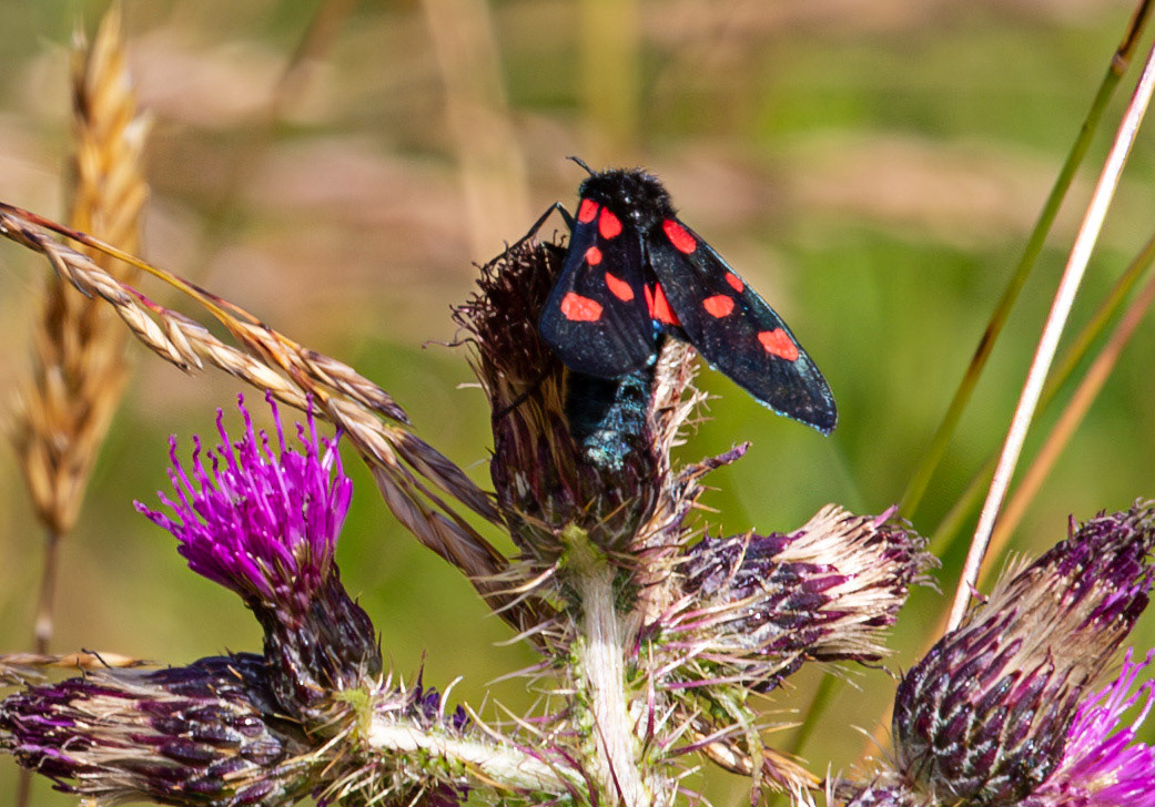 Herperrig Insects 23 July 2024