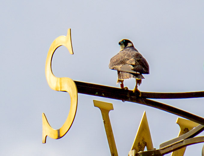 Peregrine on Romsey Abbey 26 July 2025