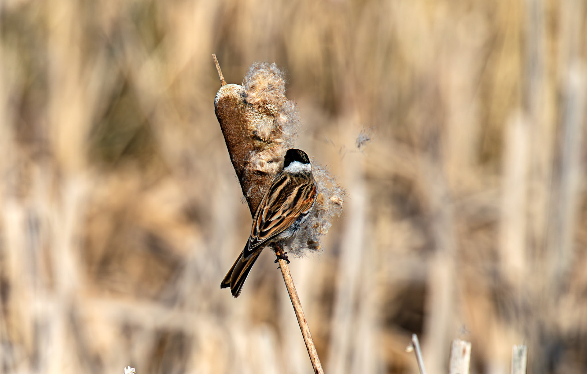 Reed Bunting at Black Devon Wetlands 20 March 2026