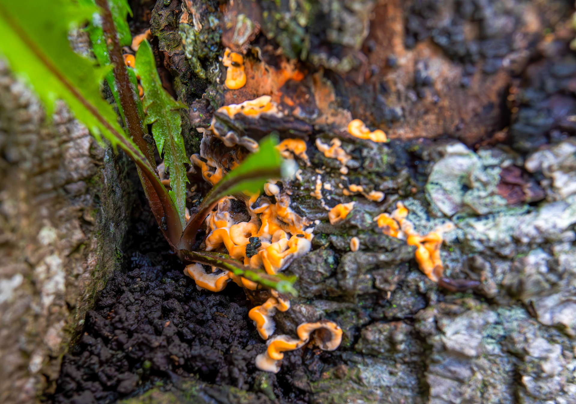 Hairy Curtain Crust (Stereum hirsutum), AKA False Turkey Tail - Deans Woods - 07 November 2025