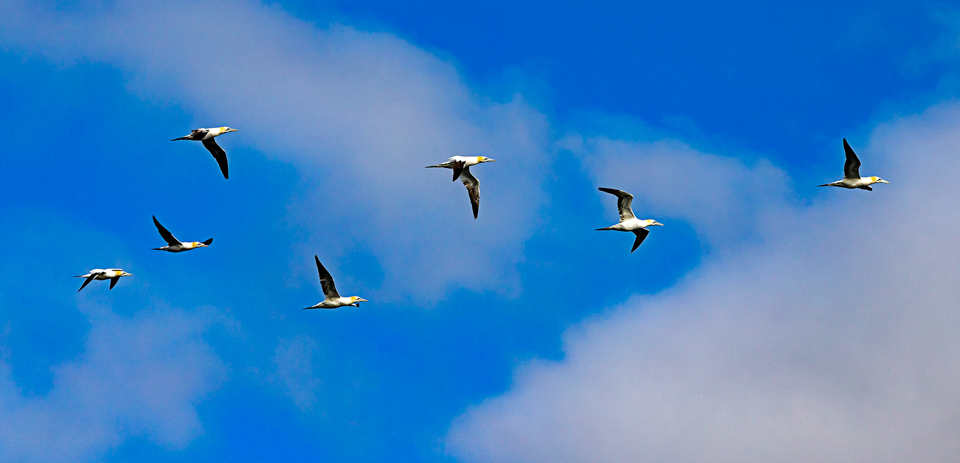 Isle of May - 04 June 2022