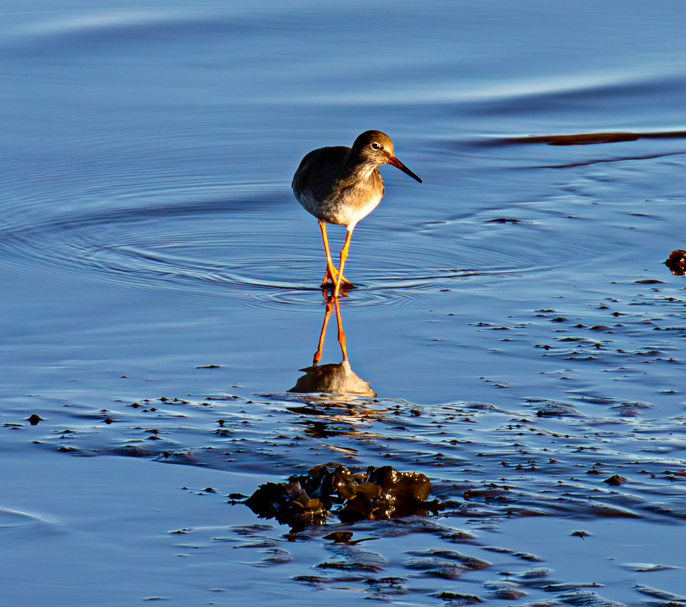 Blackness 30 November 2025