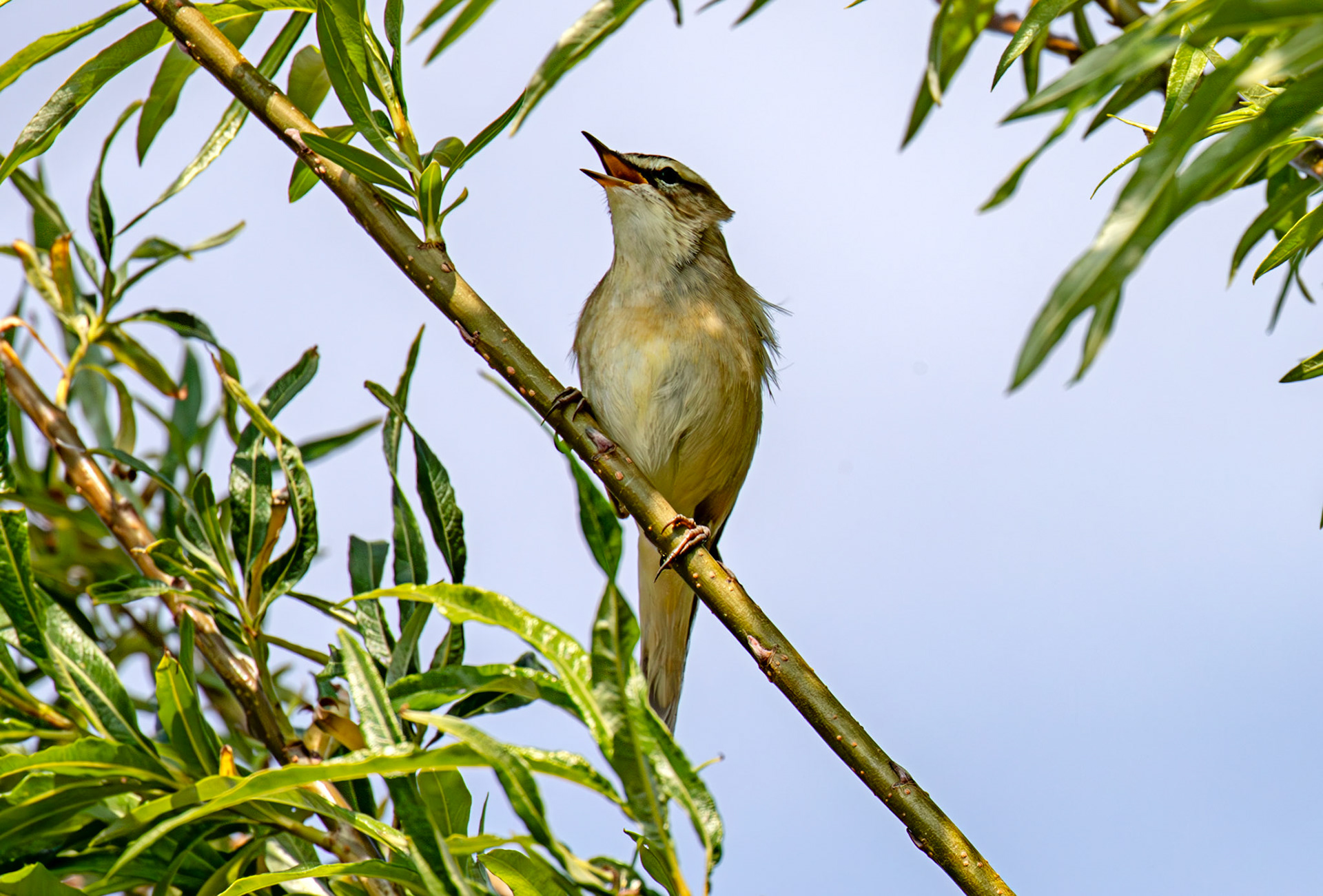 Sedge Warbler - Black Devon Wetlands RSPB 12 May 2025