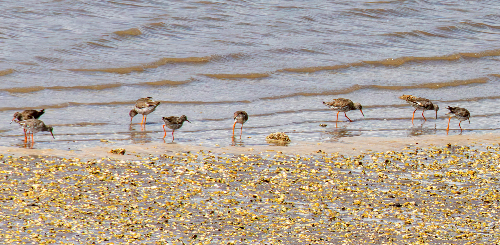 Redshanks on Montrose Basin 31 July 2026