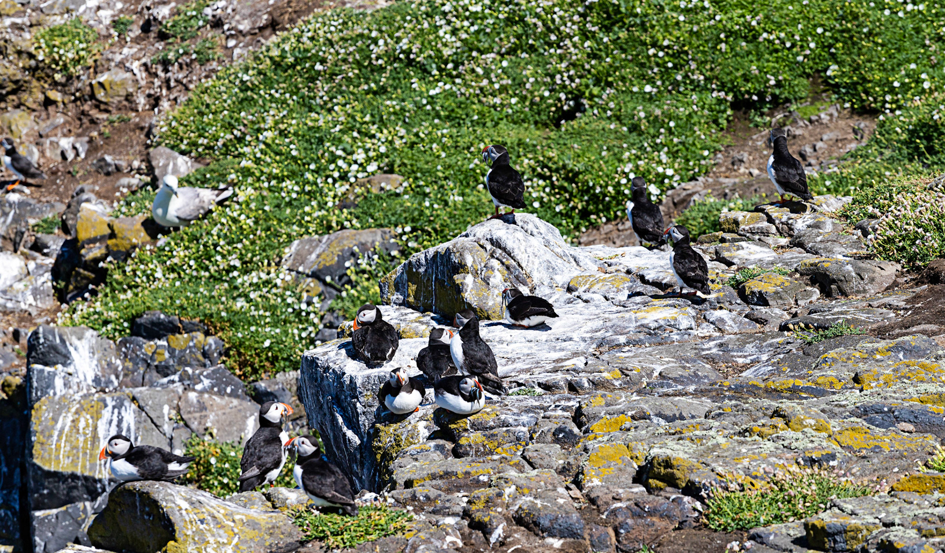 Puffin - Isle of May - 04 June 2022