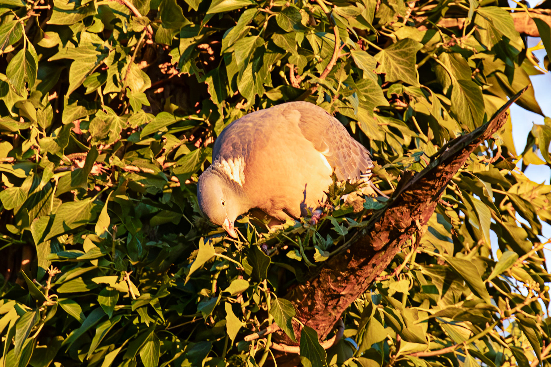 Woodpigeons in Howden Park - Walled Garden 29 January 2024