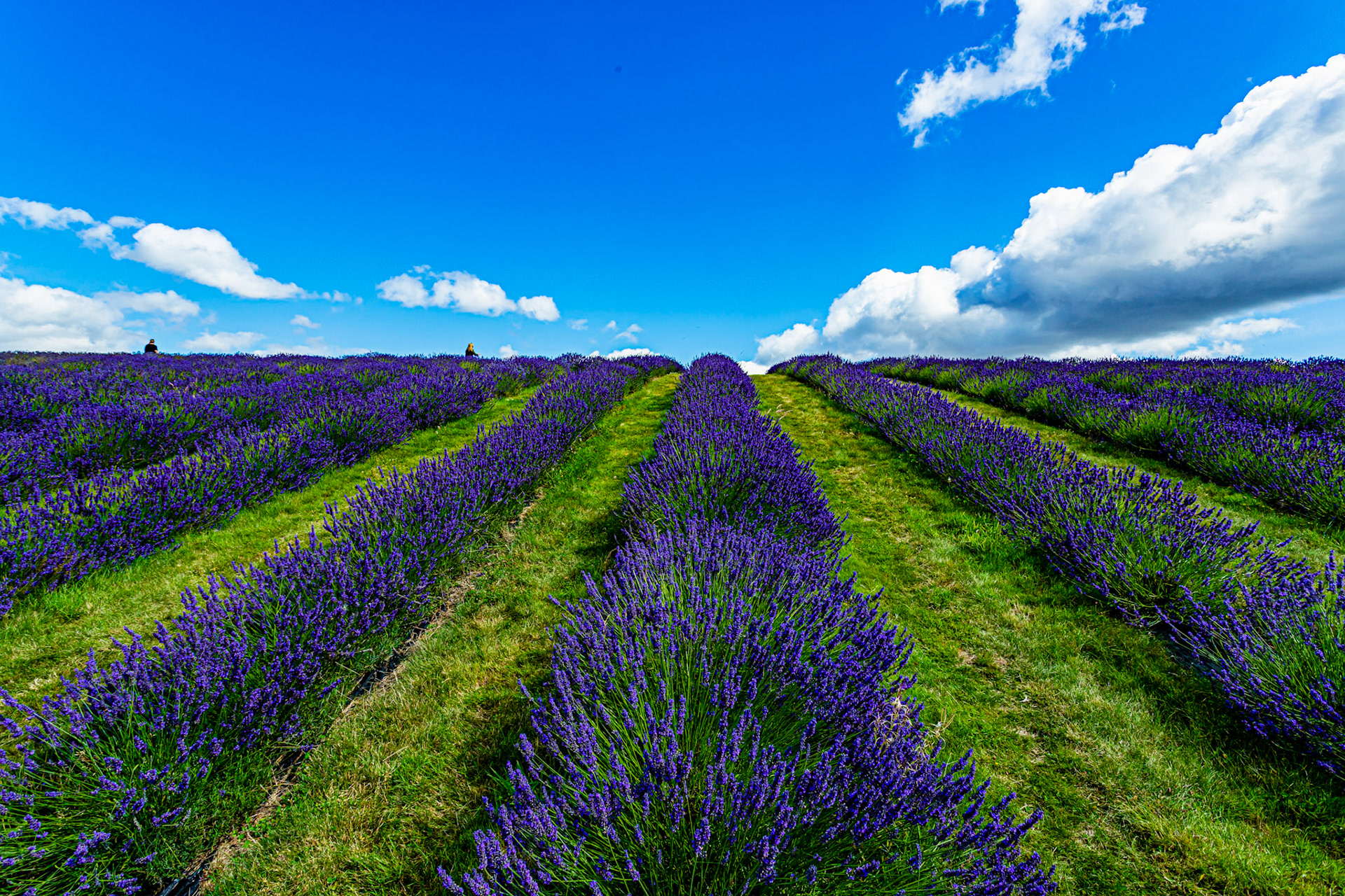 I spent an amazing few hours at Scottish Lavender Oils. They are so dedicated to nature and not to profit!