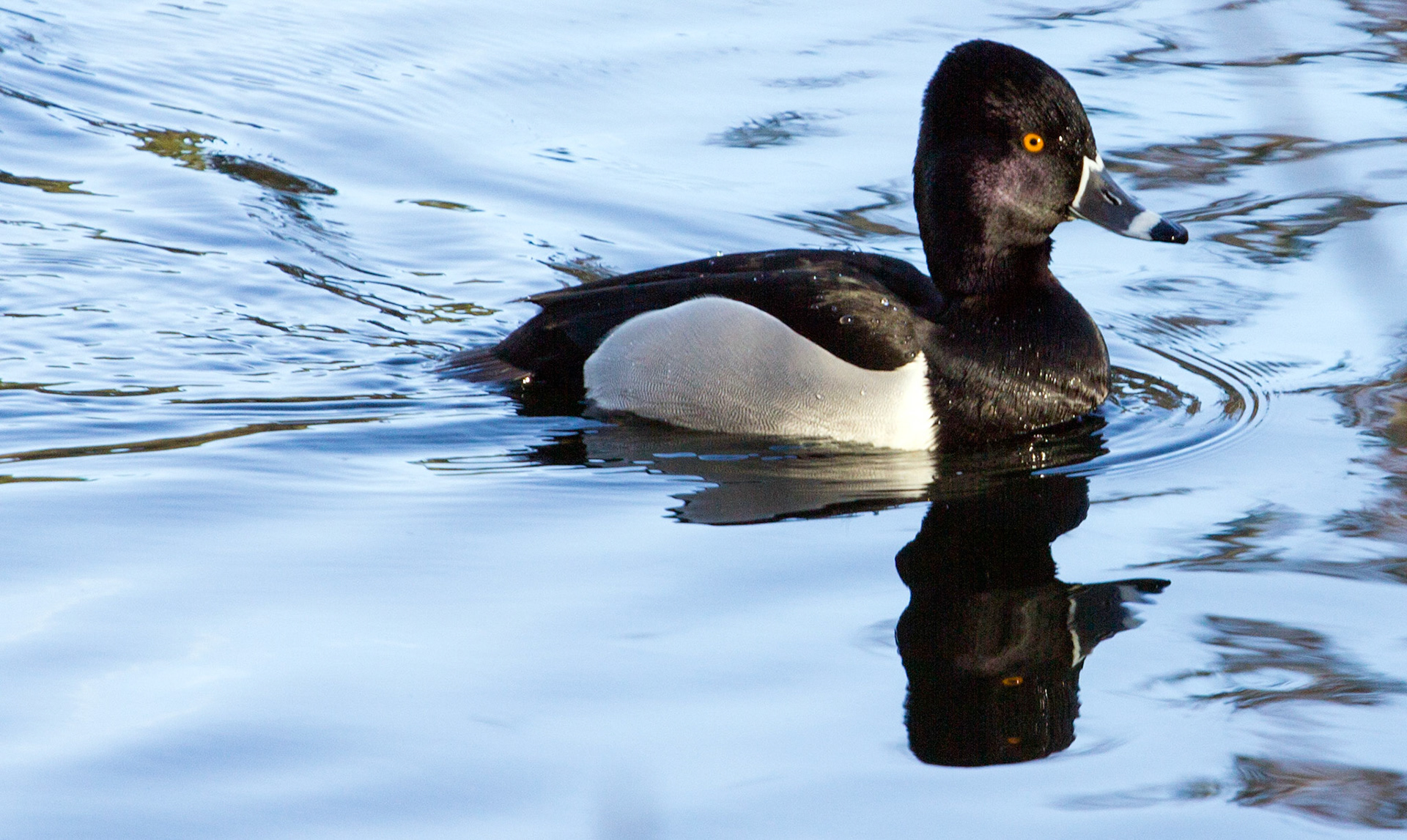 Ring-Necked Duck Please see my other Photographs at: http://www.jamespdeans.co.uk/