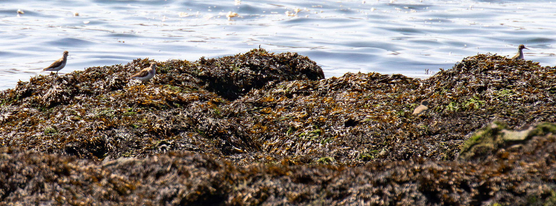 Common Sandpiper. Porto 18 August 2026