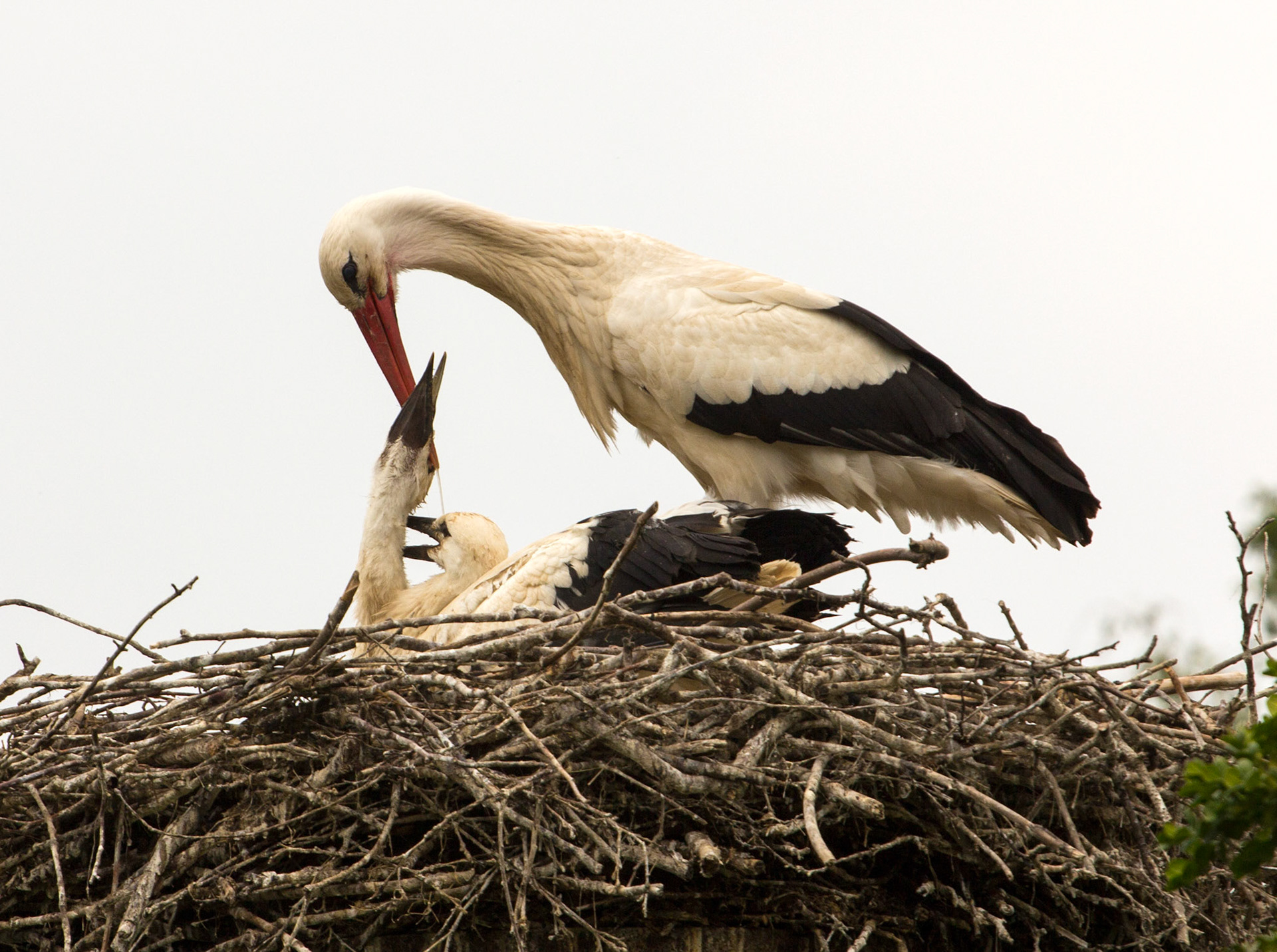 CernayPlease see my other Photographs at: http://www.jamespdeans.co.uk/