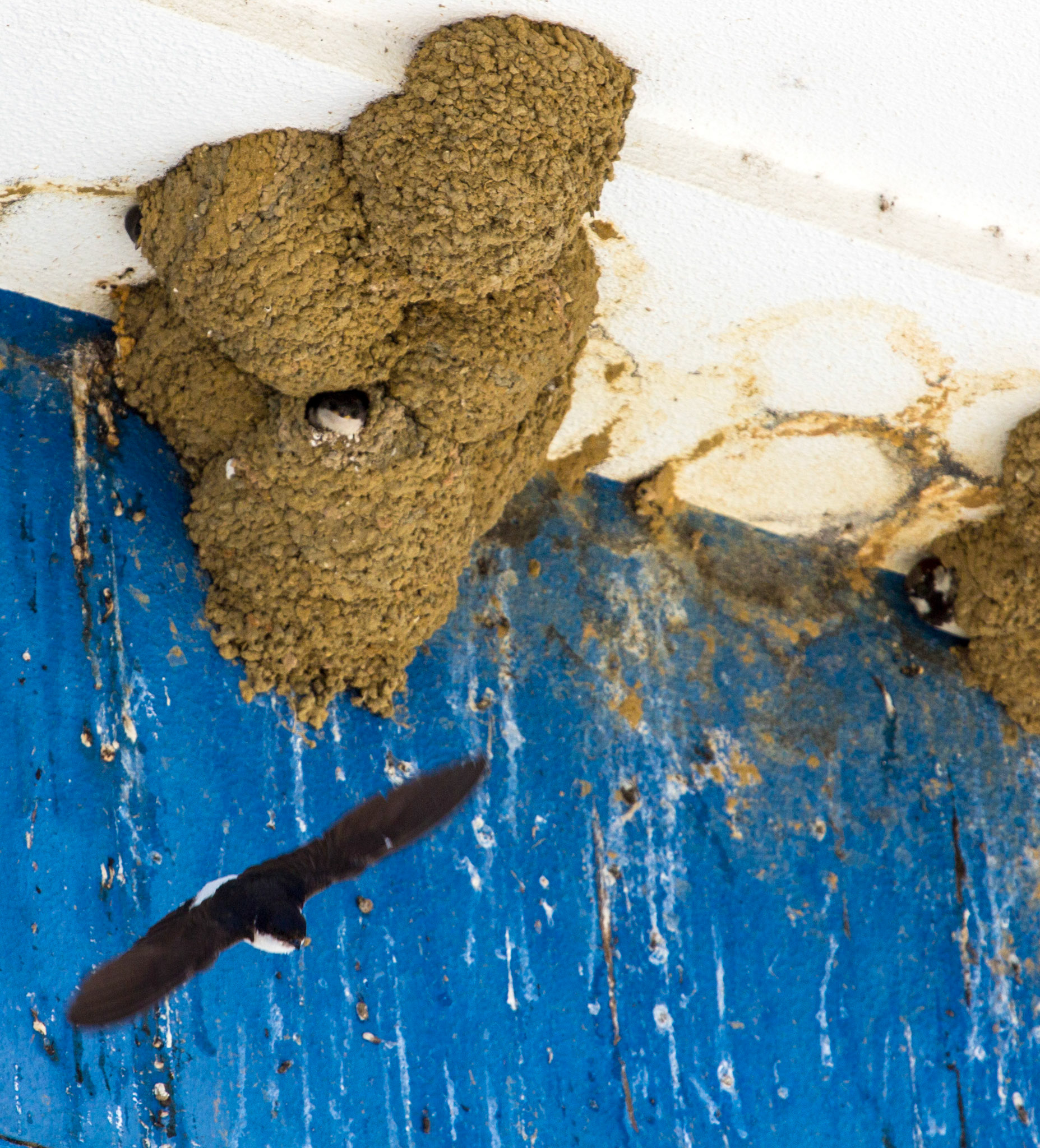 House Martins in Fuzeta.