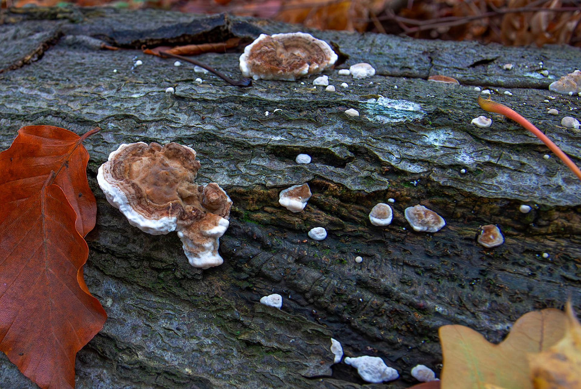 Hairy Curtain Crust (Stereum hirsutum) Deans Woods - 07 November 2025