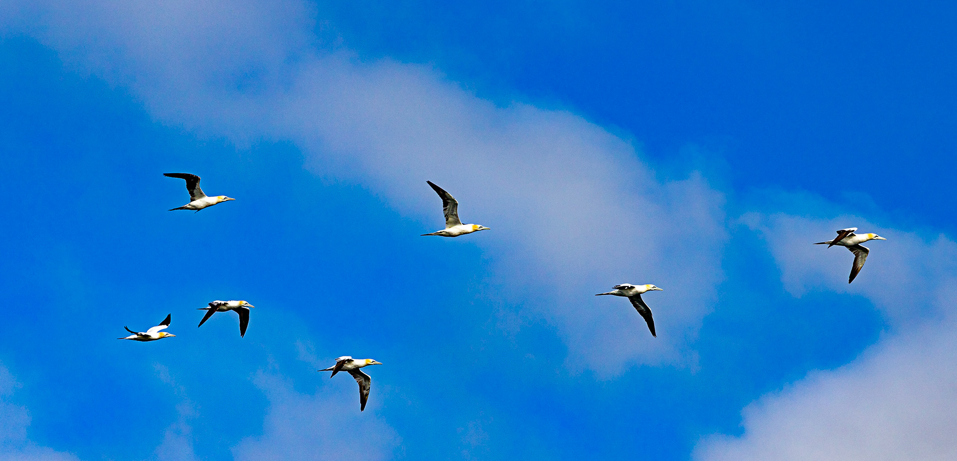 Isle of May - 04 June 2022