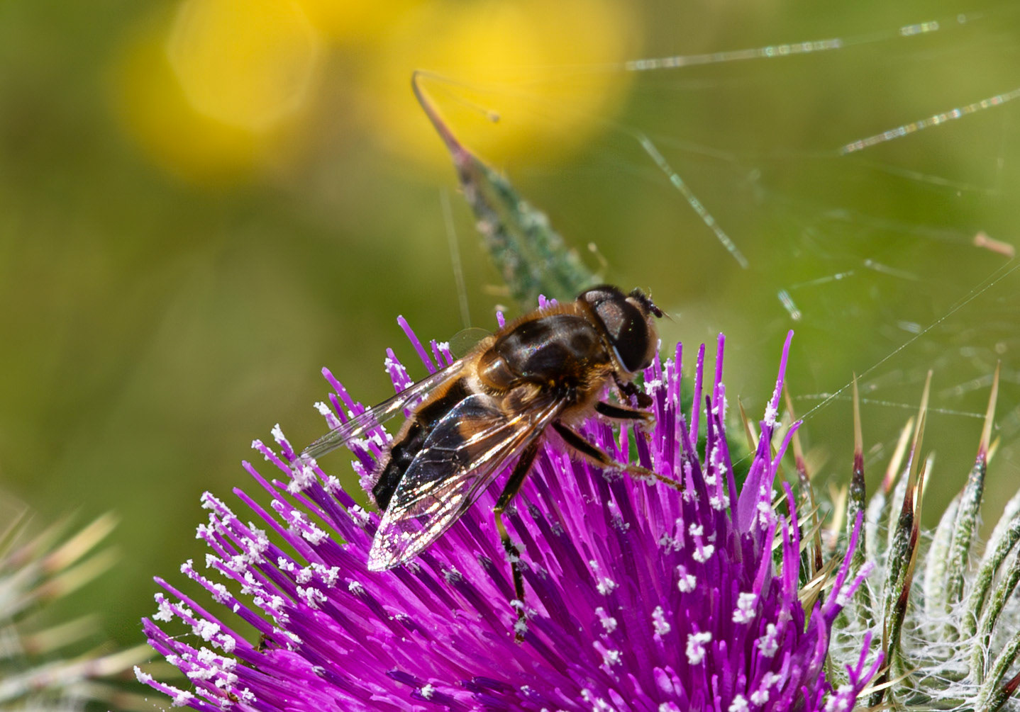 Herperrig Insects 23 July 2024