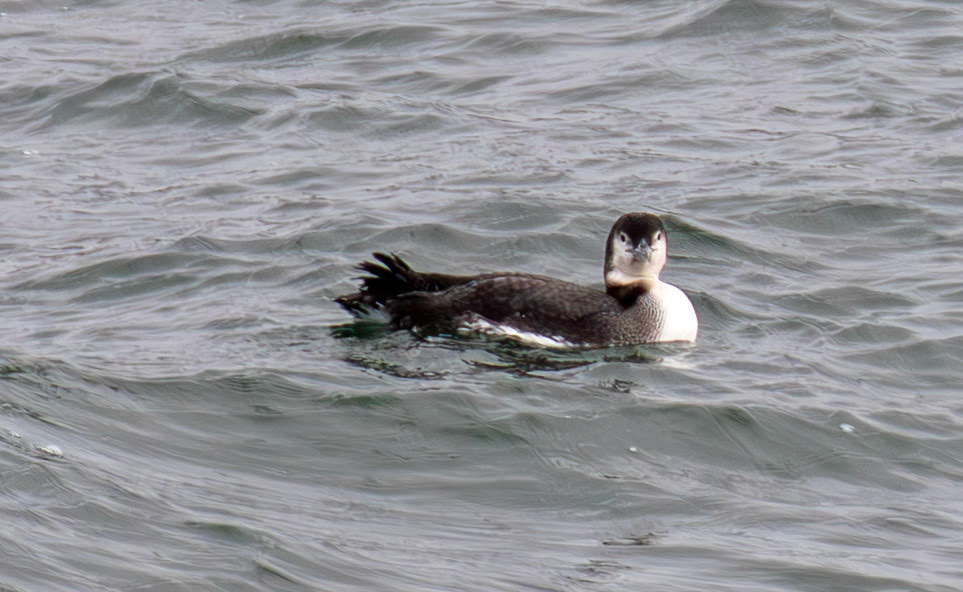 Black Throated Diver: Sail to the Island of Islay 03 March 2025