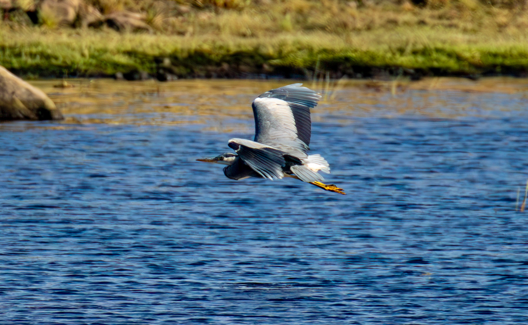 Grey Heron - Harperrig Reservoir 17 September 2024
