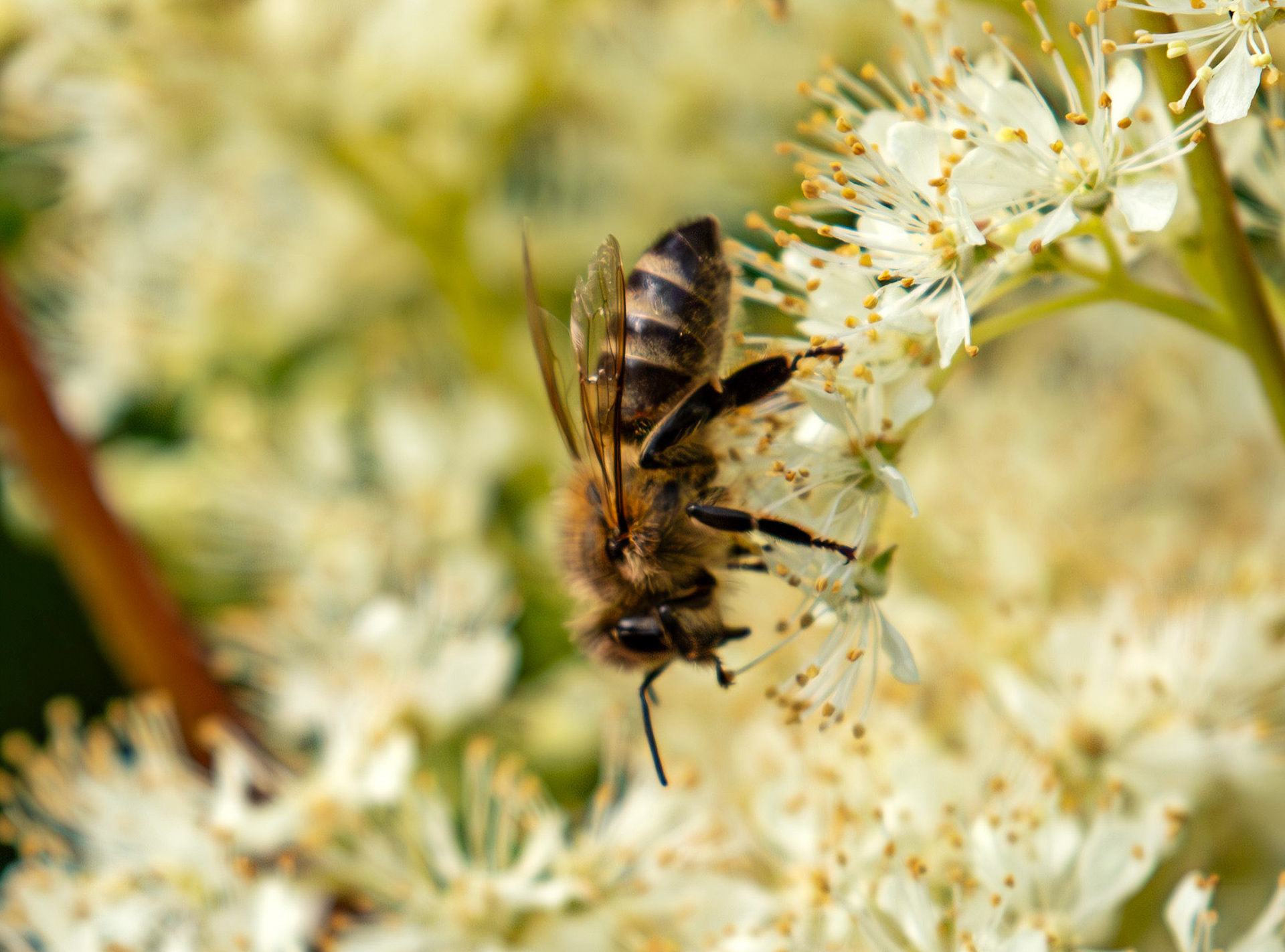Apis mellifera mellifera - Union Canal at Lookaboutye 01 July 2025